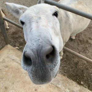 Meet your Posher, William